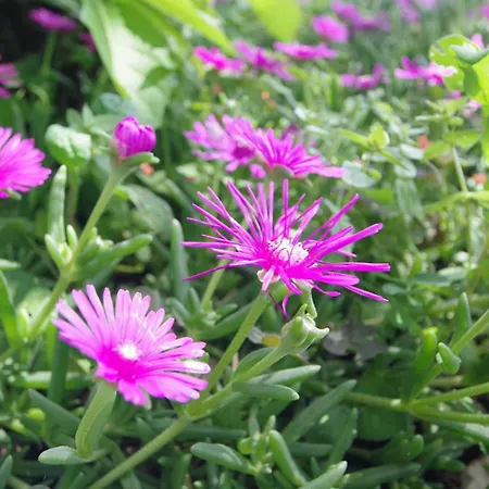 House Mauro Vakantiehuis Šajini